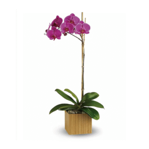 "Graceful Orchid Elegance" Gift Plant
