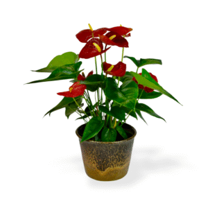 "Everlasting Love" Anthurium Gift Plant