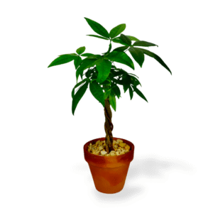 "Prosperity & Fortune" Money Tree Gift Plant